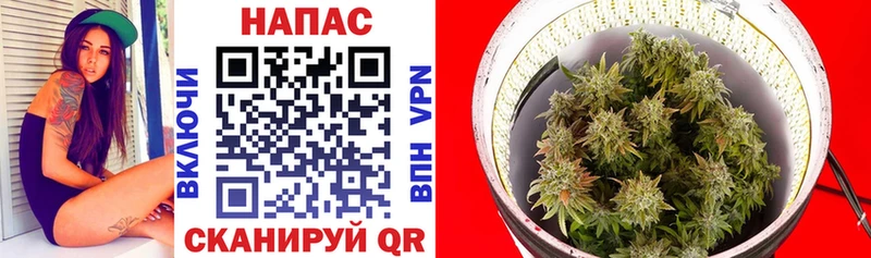 Конопля OG Kush  Сельцо 